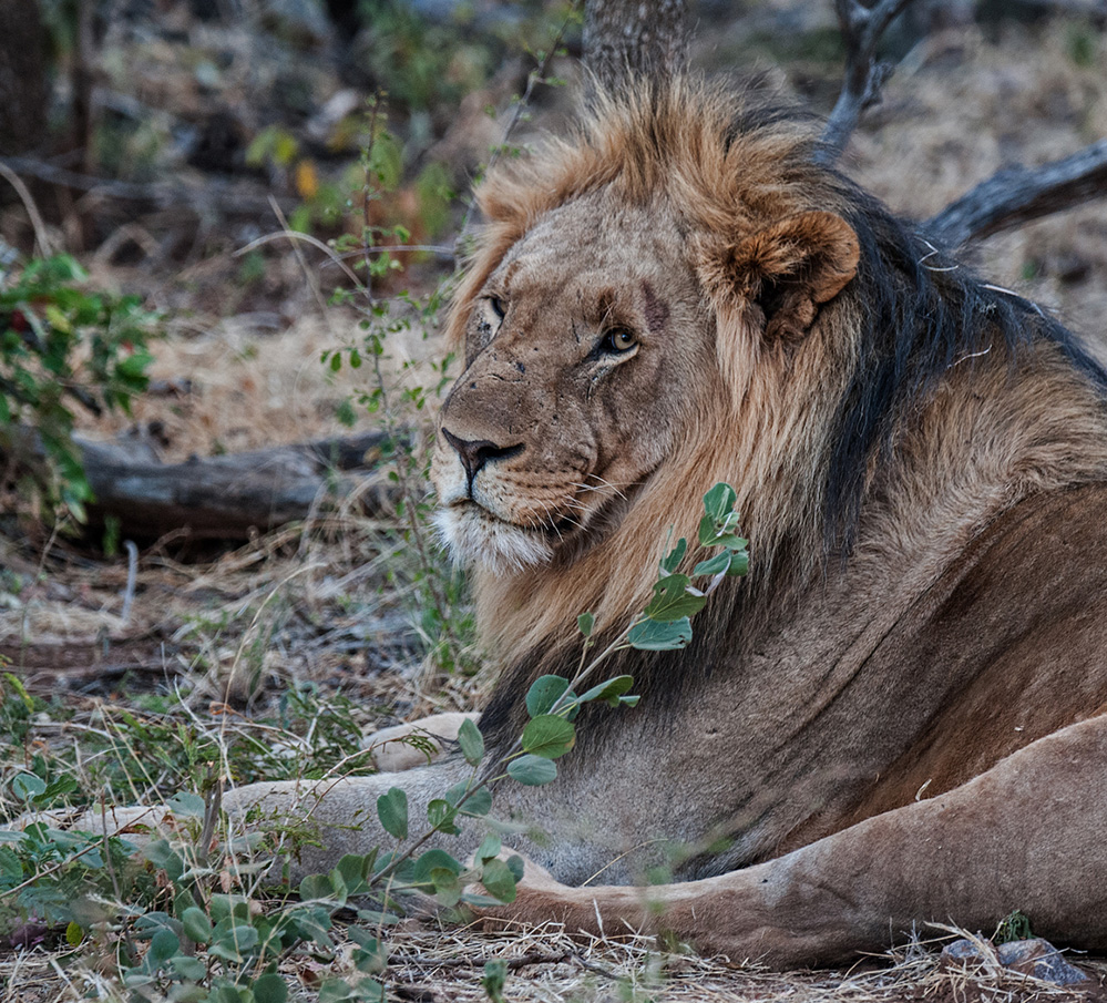 Madikwe Game Reserve Lion Resting 2